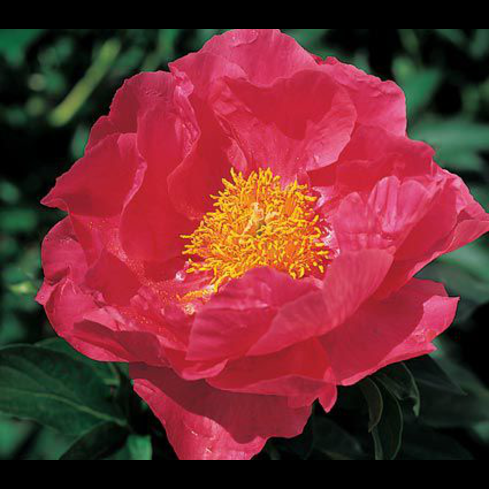 Paula Fay Peony 3-5 eye